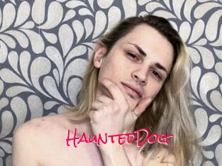 HauntedDog