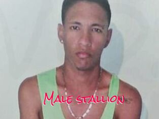Male_stallion
